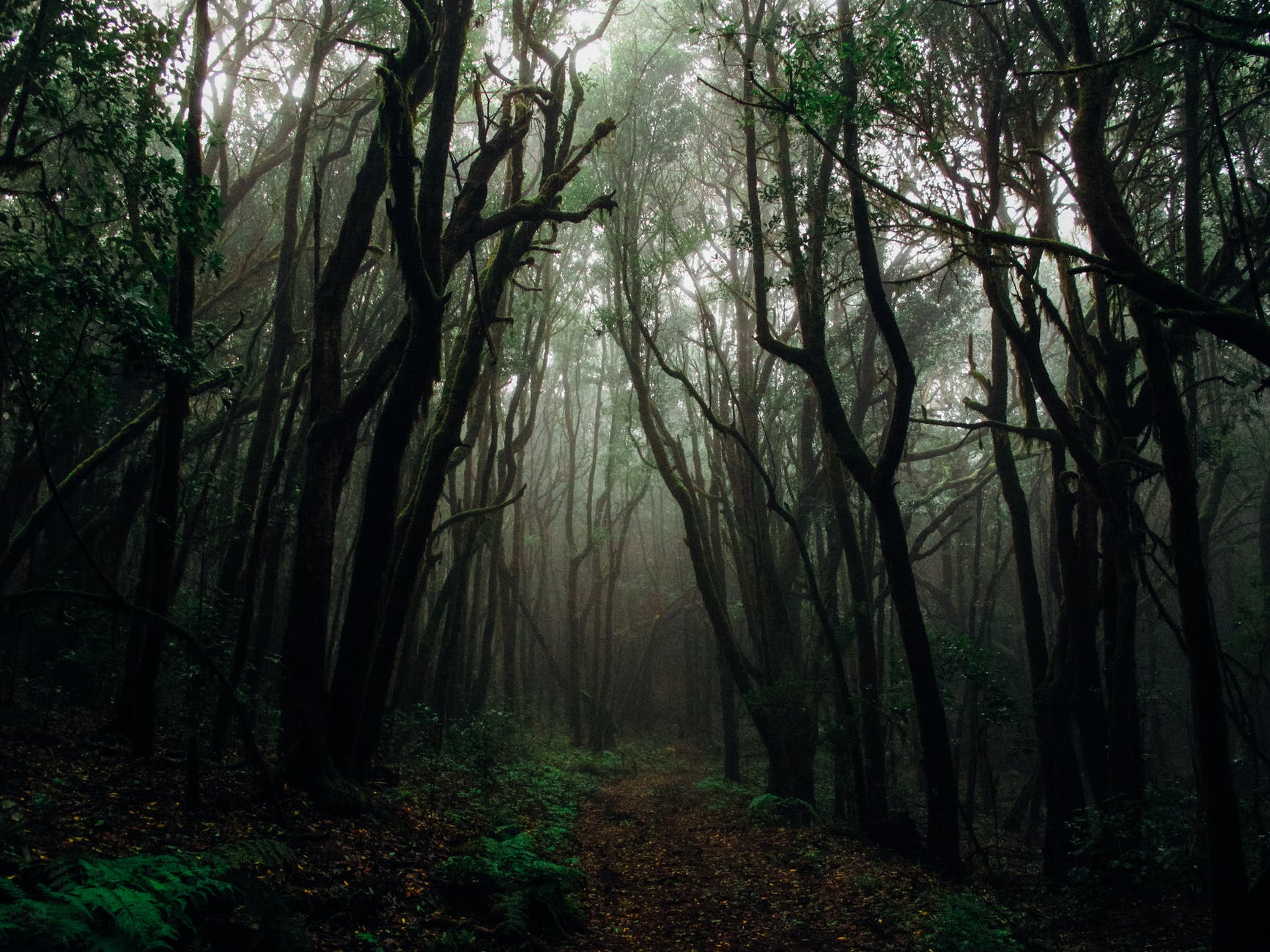 photo of forest with fog